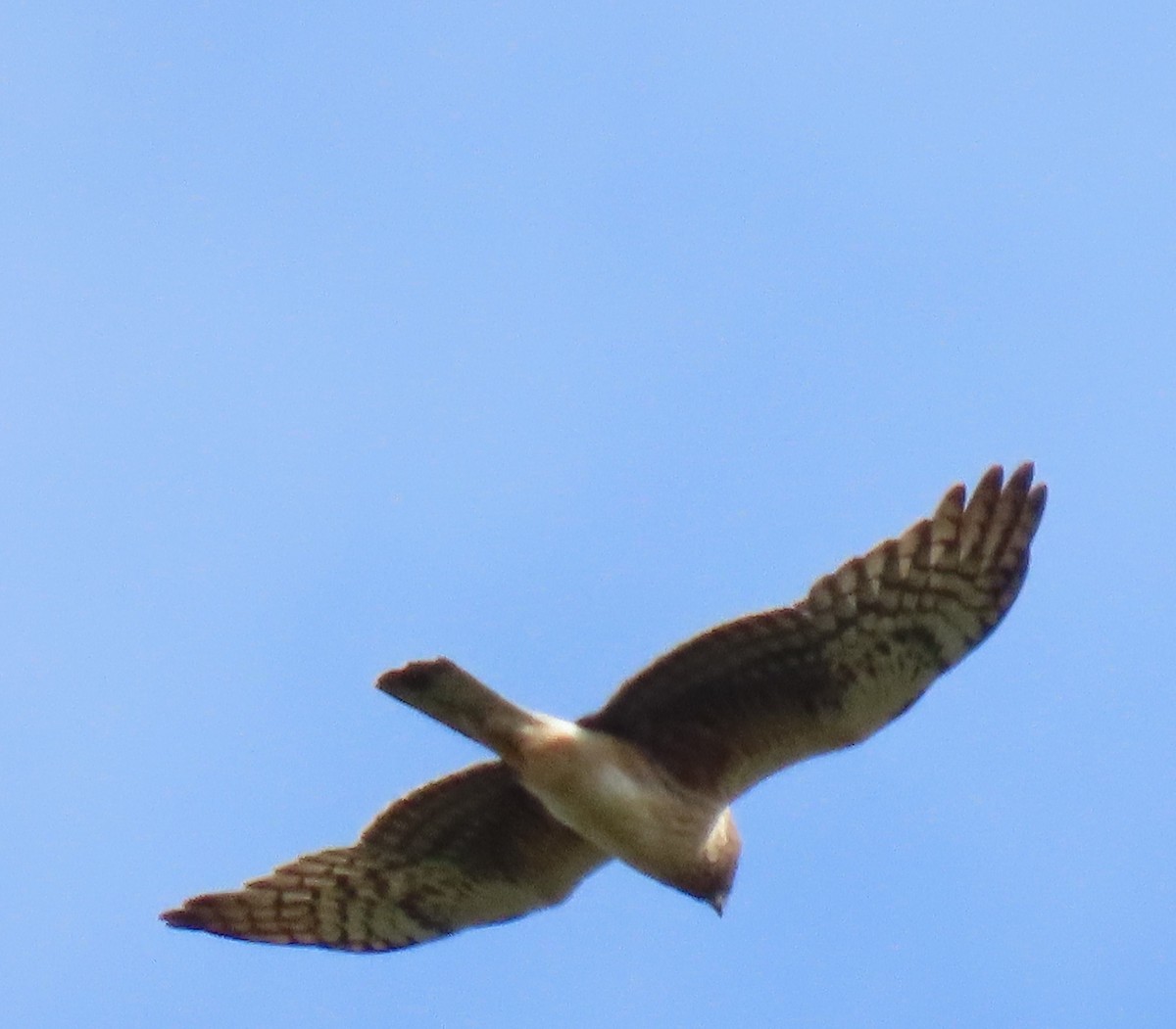 Northern Harrier - ML620478936