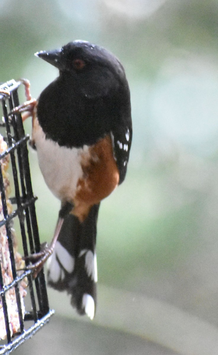 Spotted Towhee - ML620478937