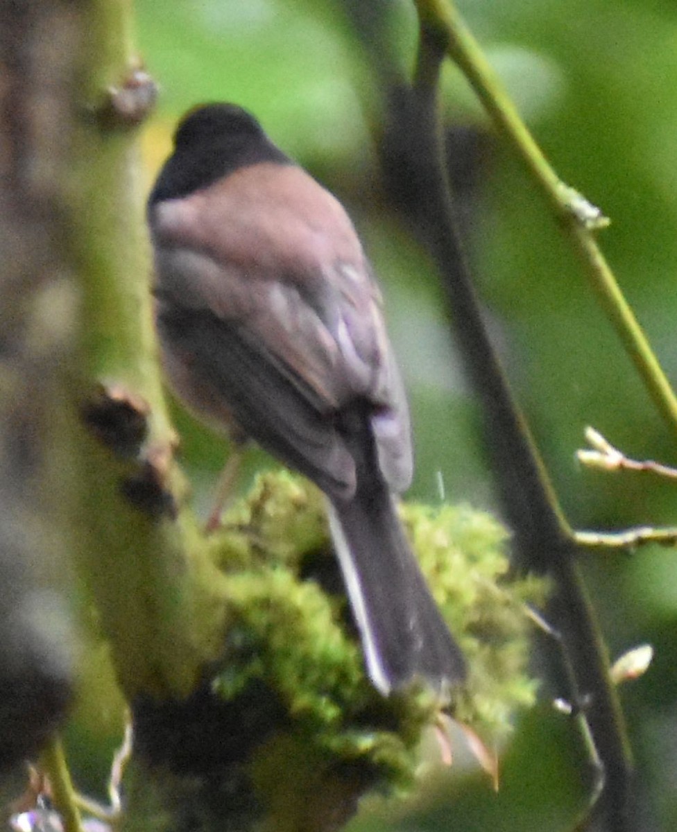 Dark-eyed Junco - ML620478938