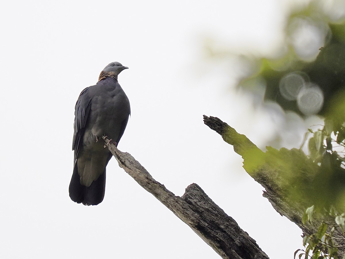 Ashy Wood-Pigeon - ML620478940