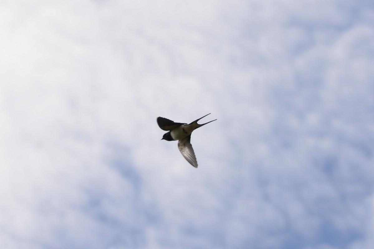 Barn Swallow - ML620478944