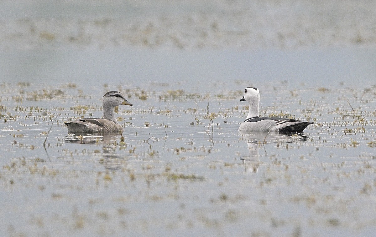 Cotton Pygmy-Goose - ML620478949