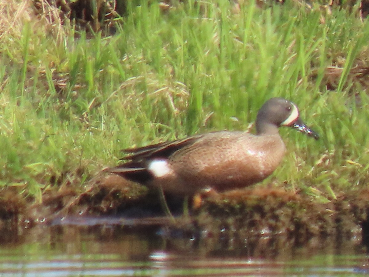 Blue-winged Teal - ML620478952
