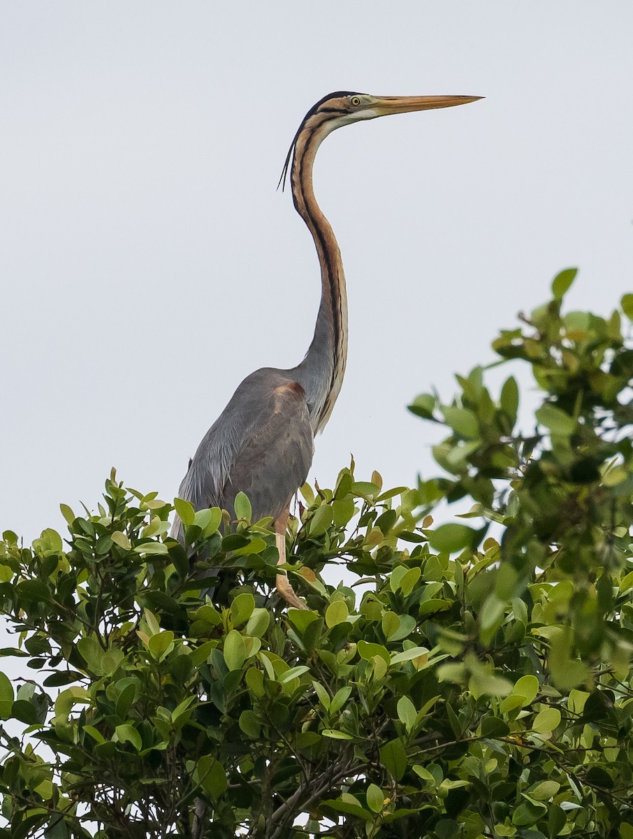 Purple Heron - ML620478953