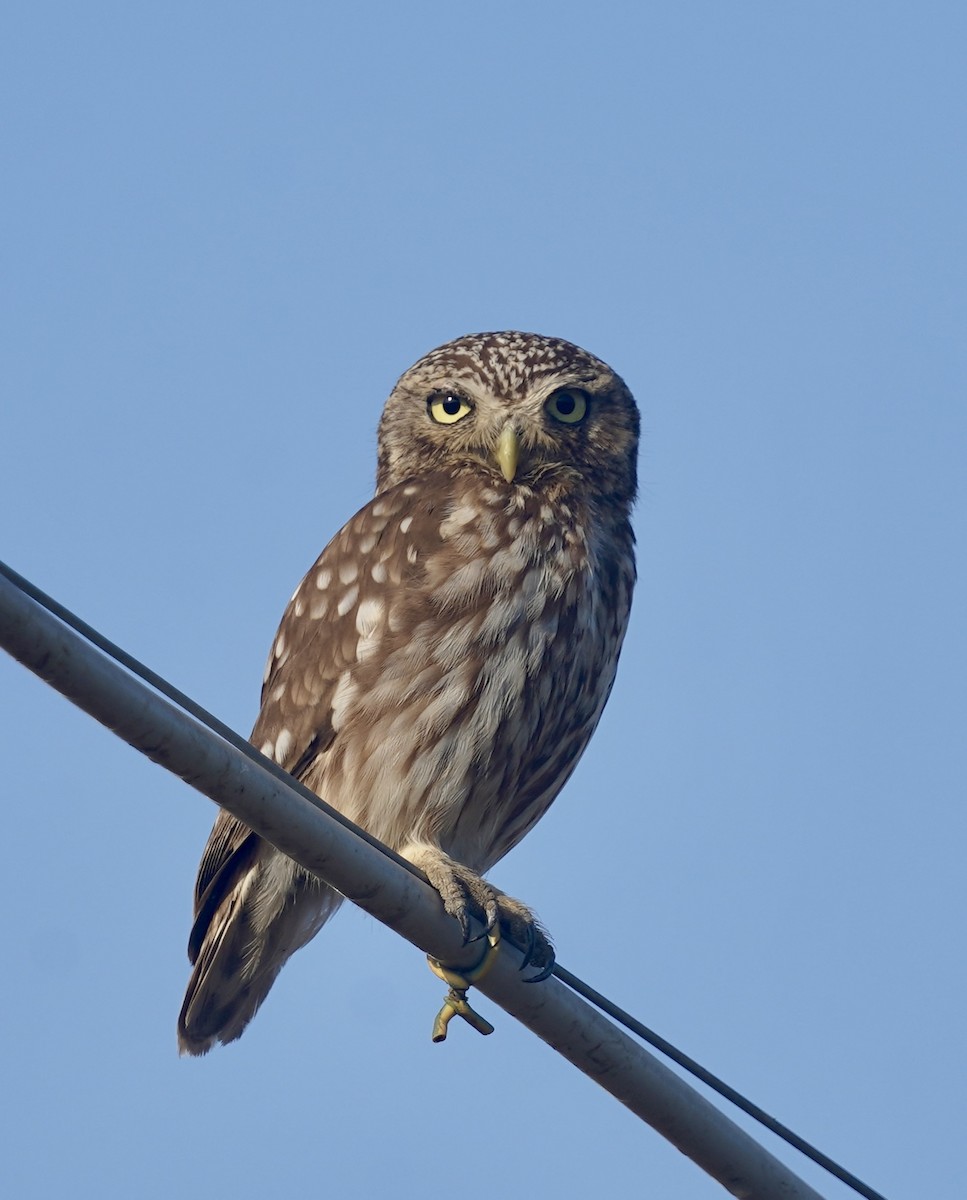 Little Owl - ML620478955