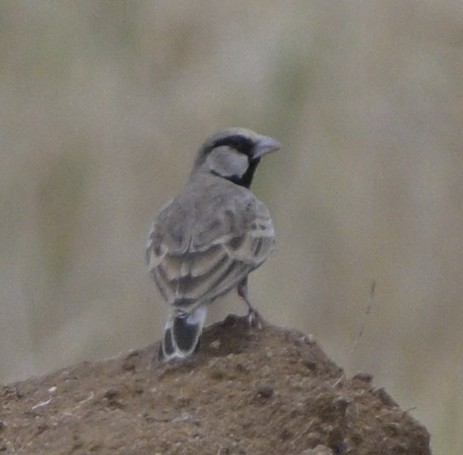 Ashy-crowned Sparrow-Lark - ML620478956