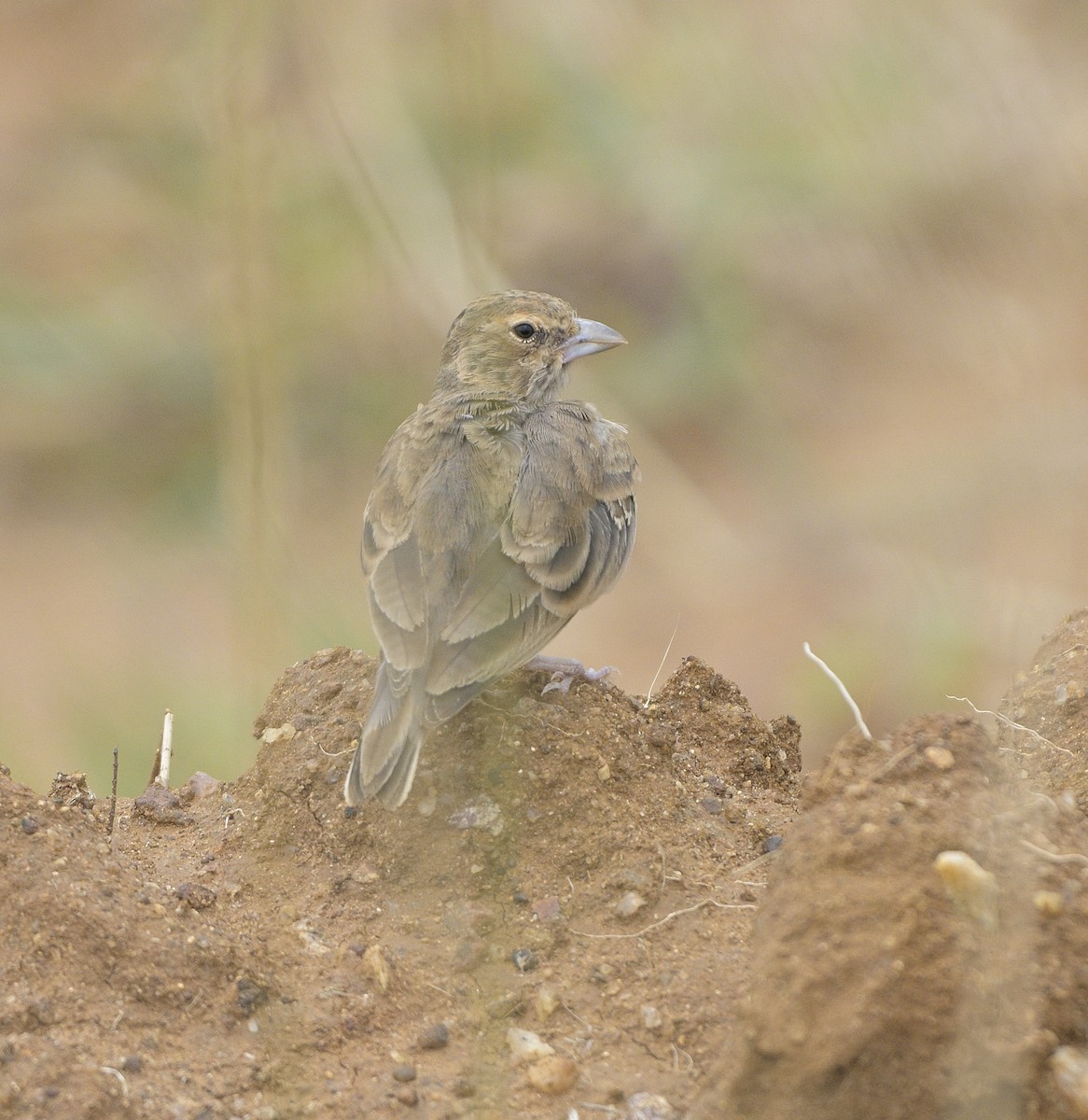 Ashy-crowned Sparrow-Lark - ML620478957