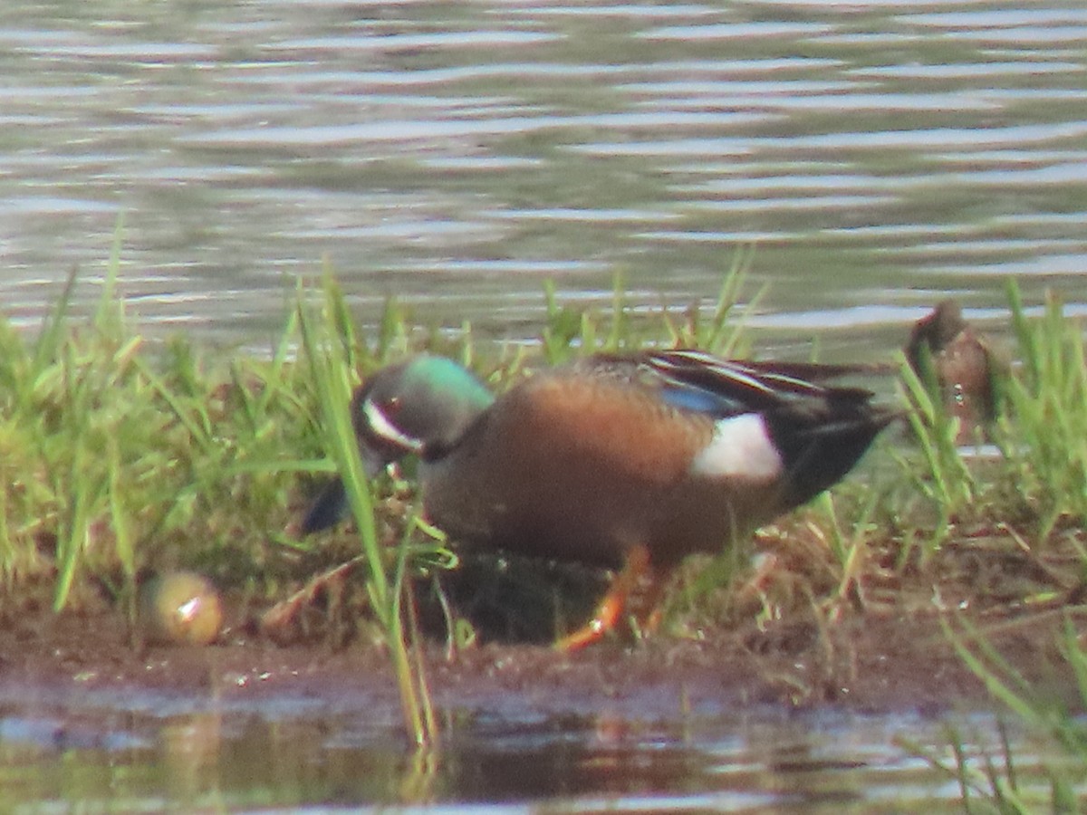 Blue-winged Teal x Northern Shoveler (hybrid) - ML620478960