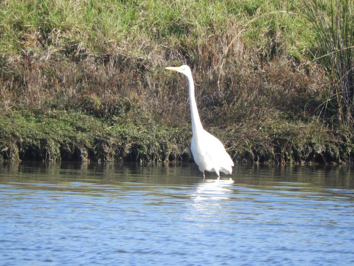 Great Egret - ML620478962