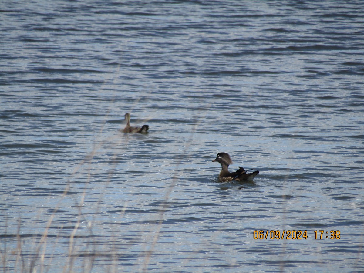 Wood Duck - ML620478963