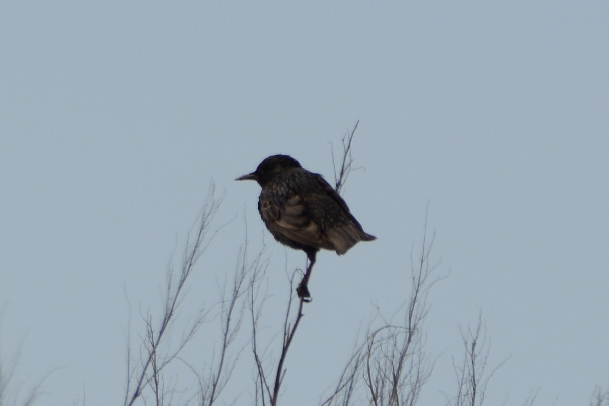 European Starling - ML620478965