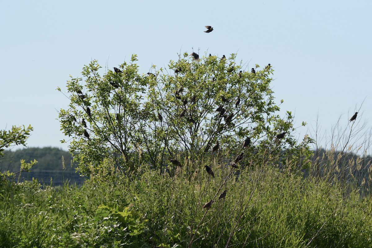 European Starling - ML620478969