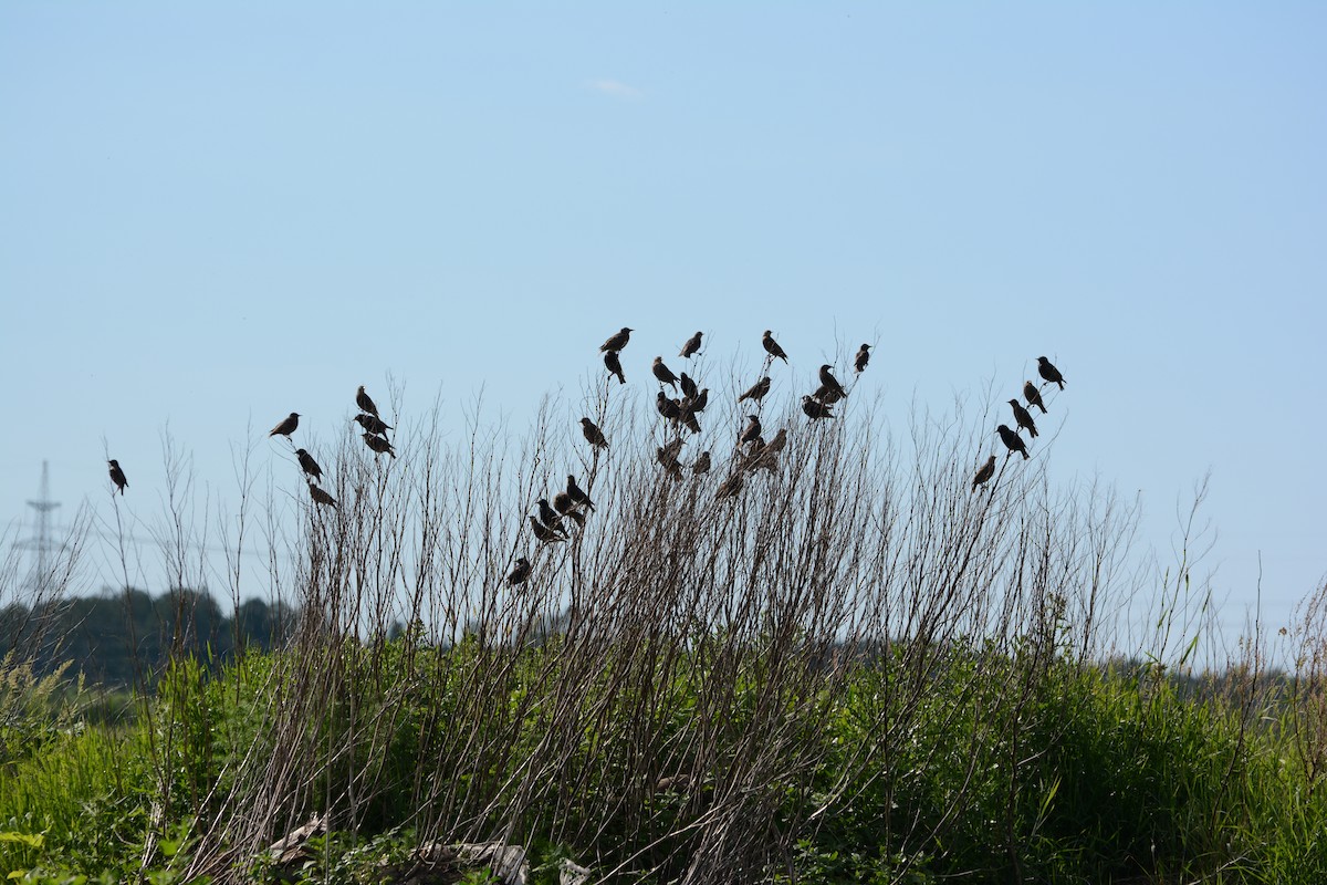 European Starling - ML620478972