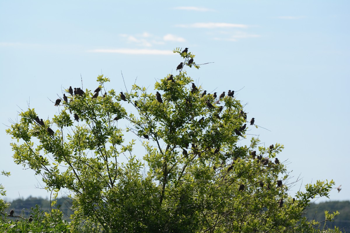 European Starling - ML620478973