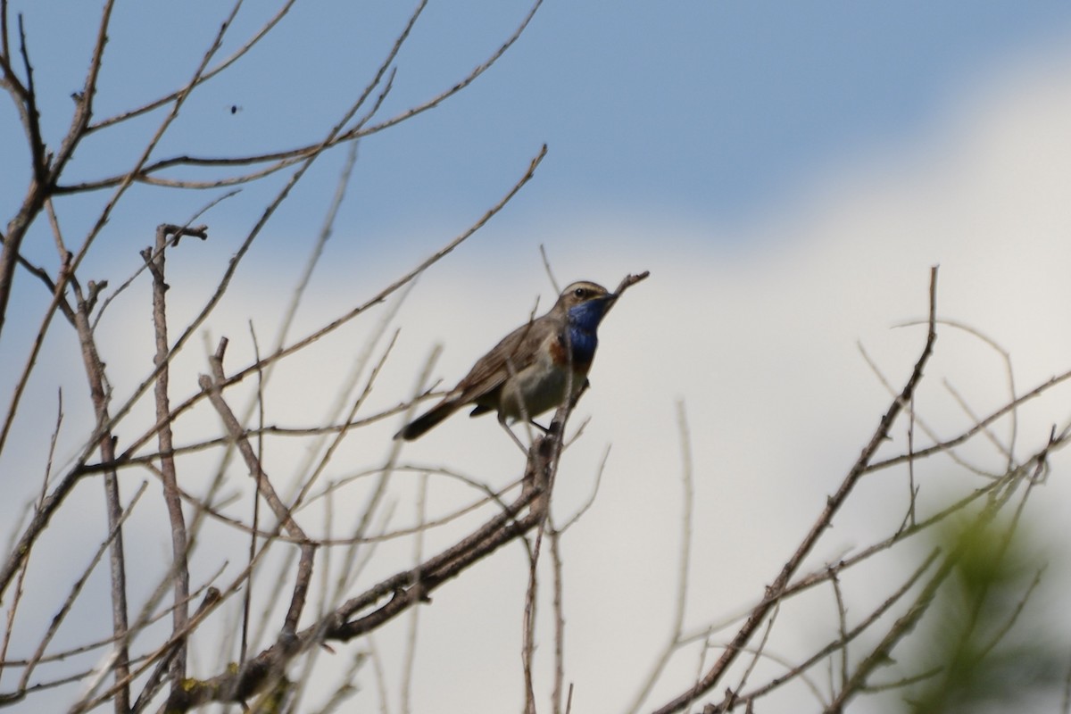 Bluethroat - ML620478974