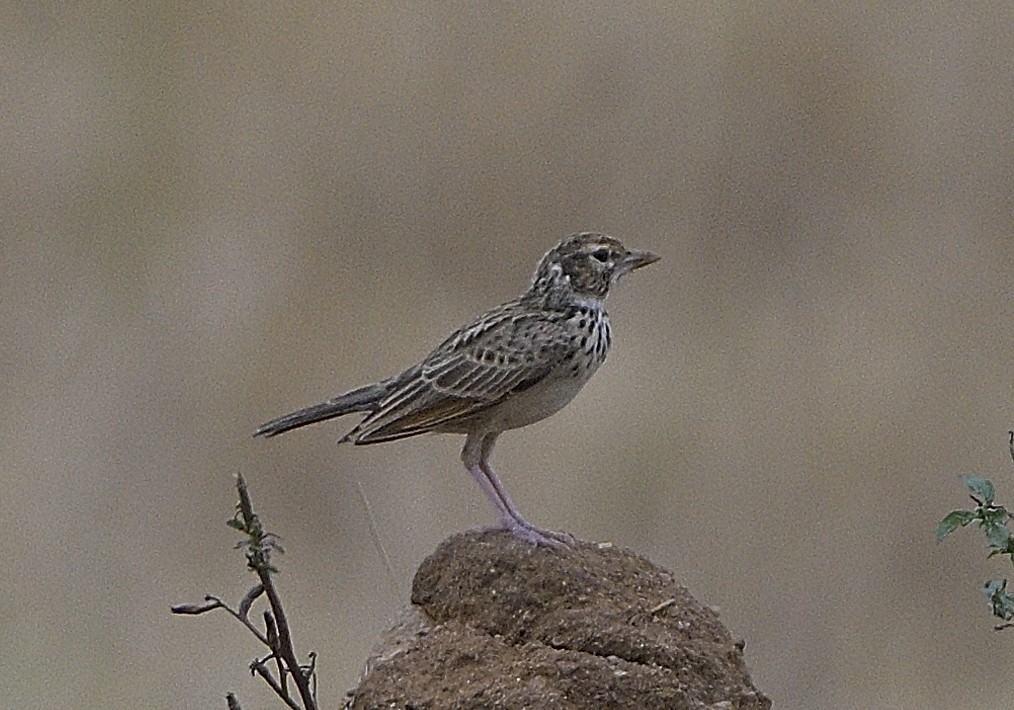 Indian Bushlark - ML620478978