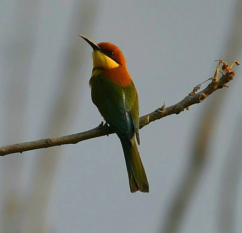 Chestnut-headed Bee-eater - ML620478981