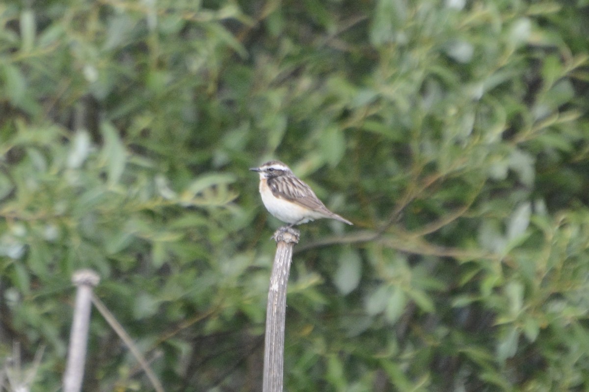Whinchat - ML620478982