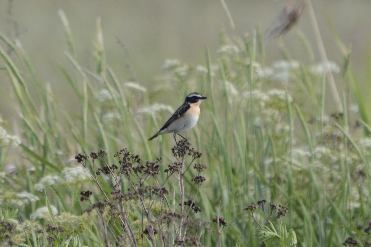 Whinchat - ML620478984