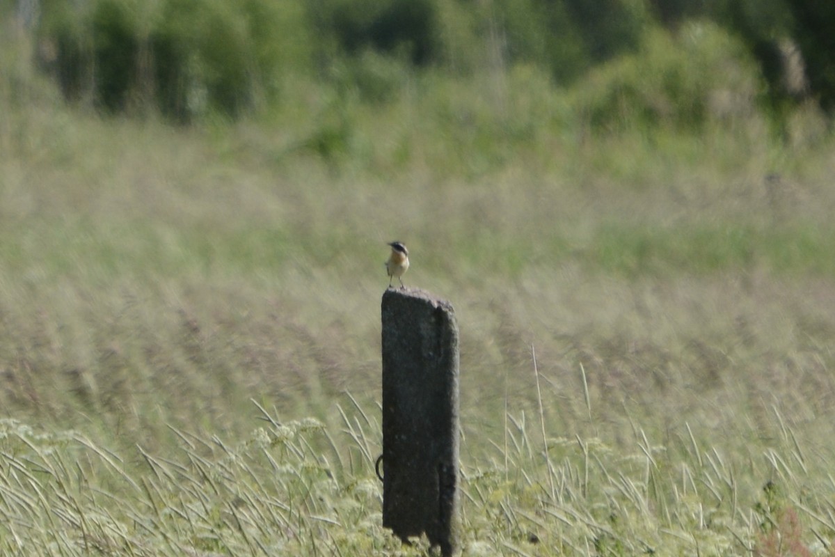 Whinchat - ML620478985
