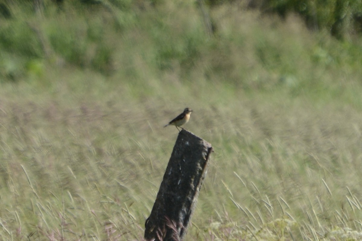 Whinchat - ML620478986
