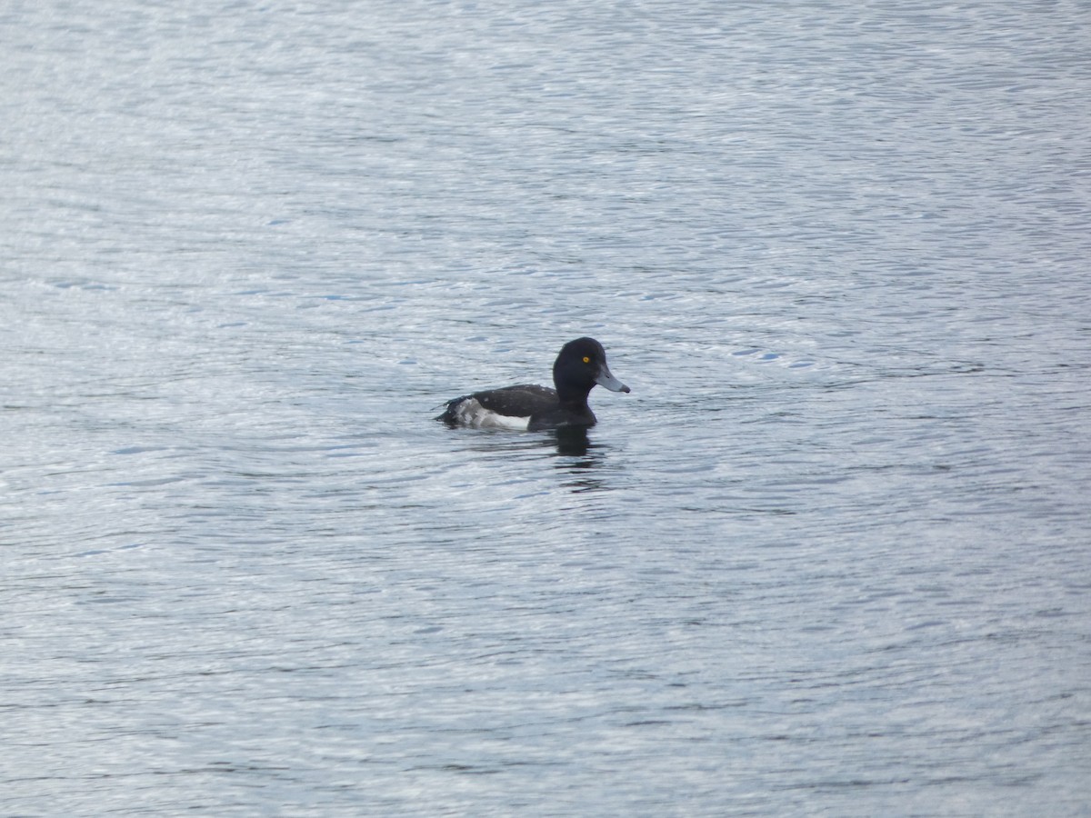 Tufted Duck - ML620478994
