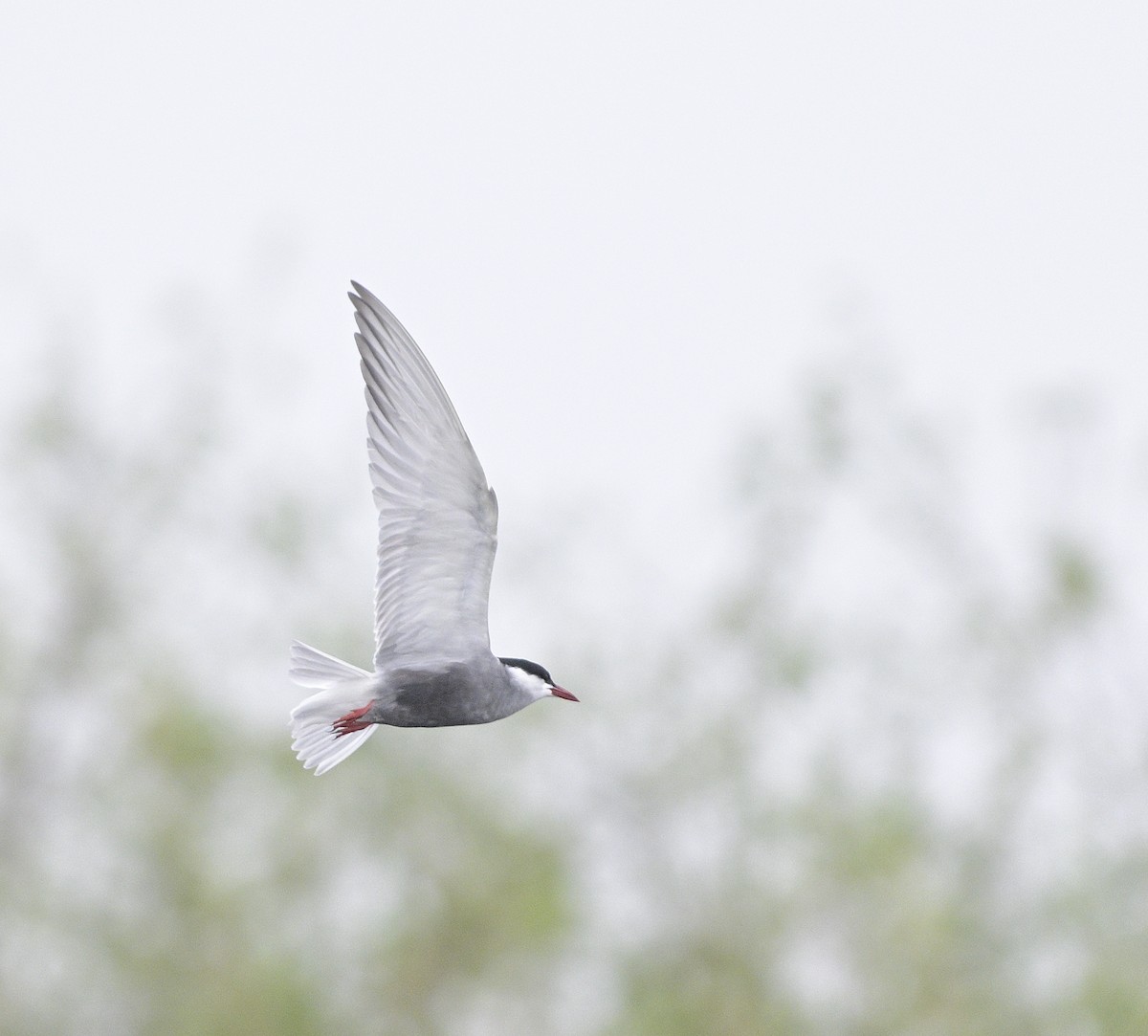 Whiskered Tern - ML620478995