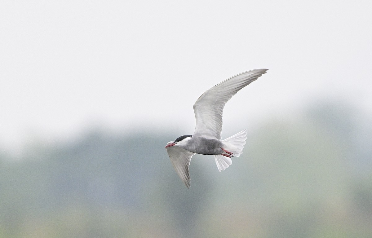 Whiskered Tern - ML620478996