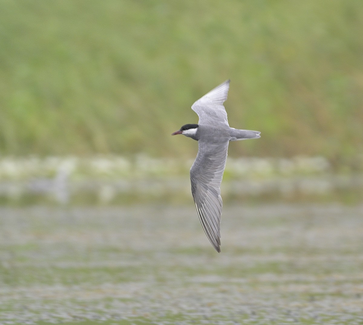 Whiskered Tern - ML620478998