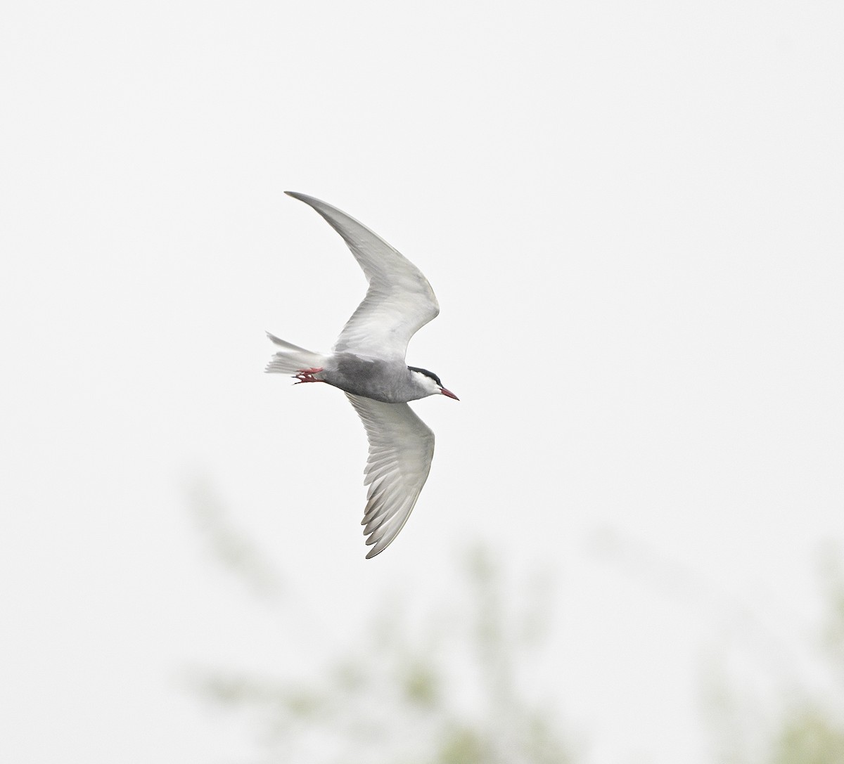 Whiskered Tern - ML620478999