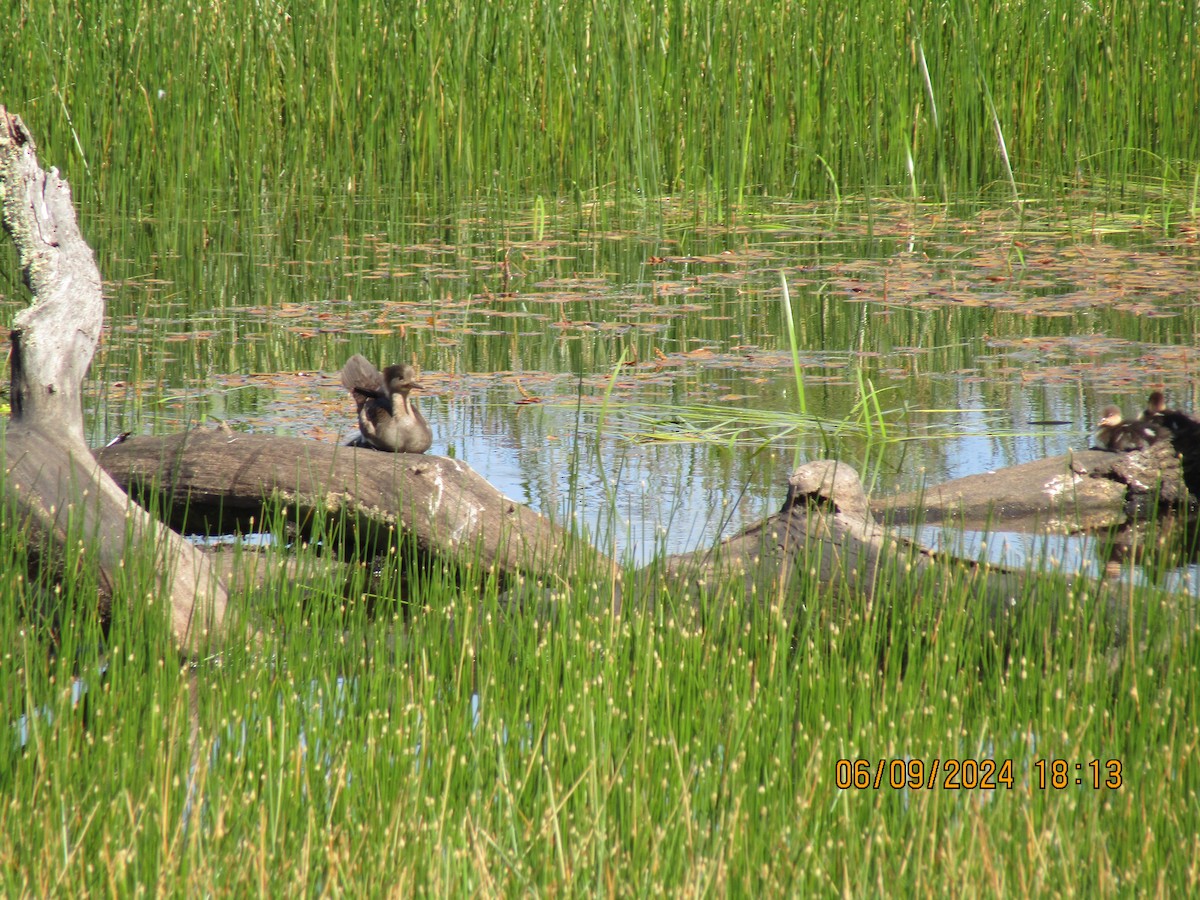 Common Merganser - ML620479000