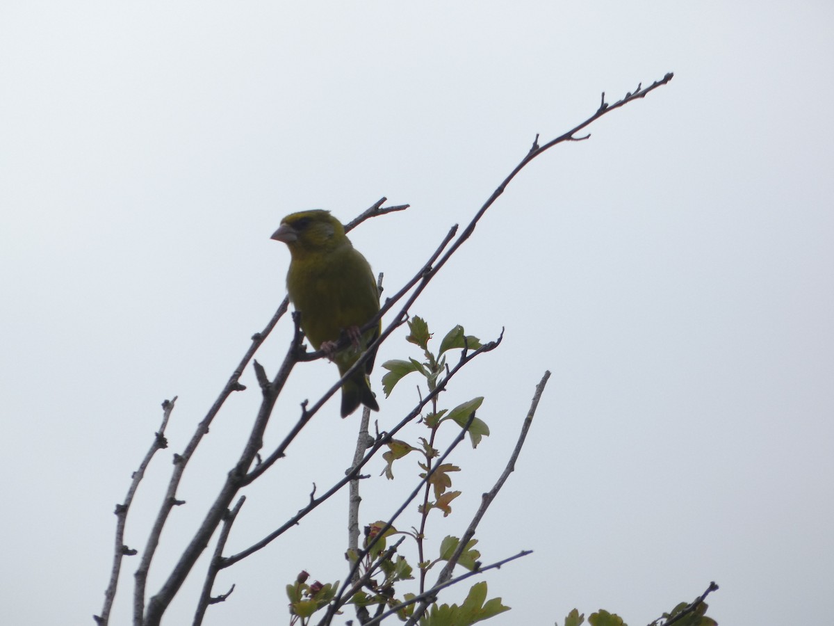 European Greenfinch - ML620479002