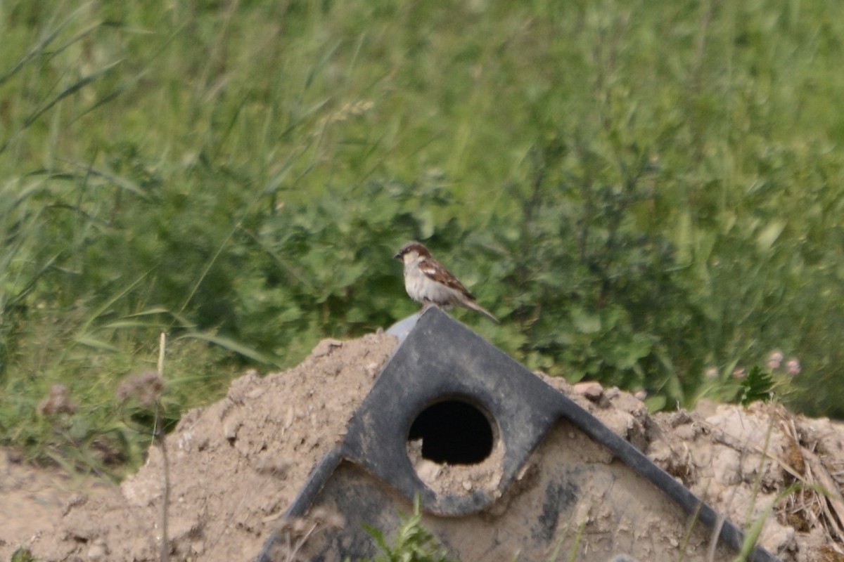 House Sparrow - ML620479003