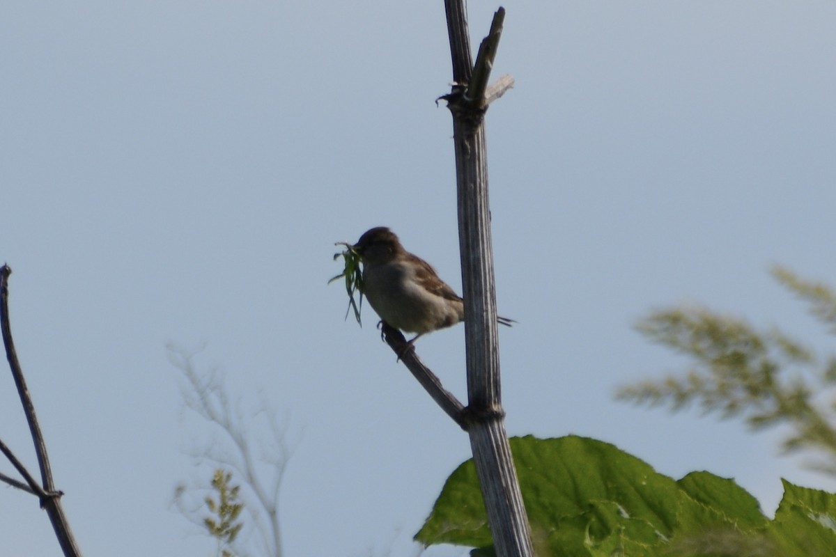 House Sparrow - ML620479005