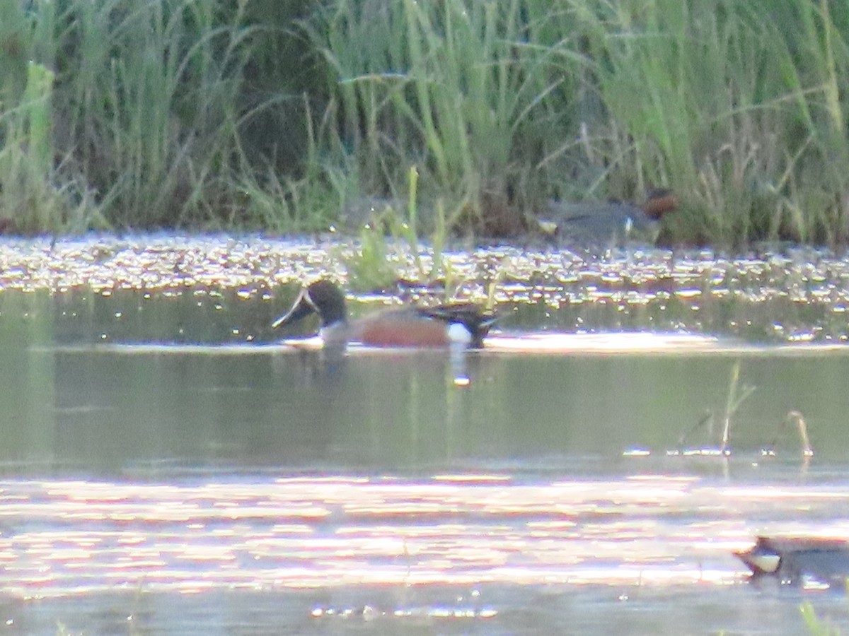 Blue-winged Teal x Northern Shoveler (hybrid) - ML620479007