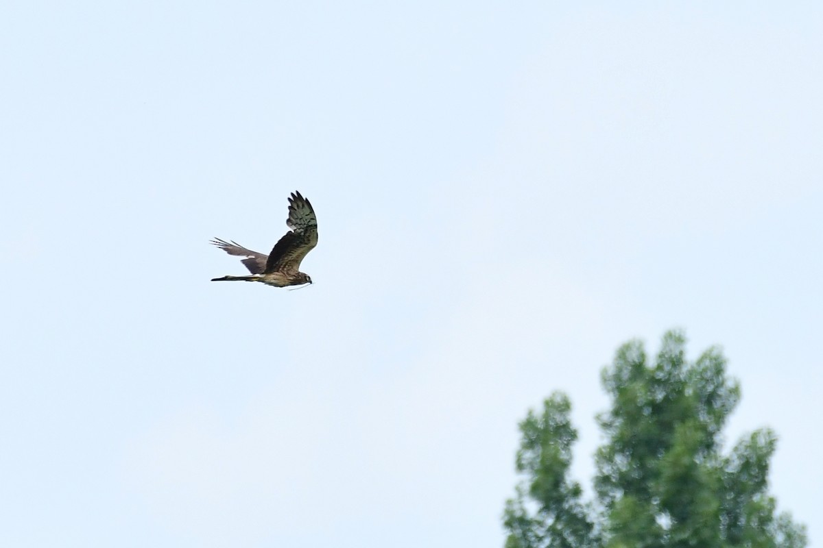 Montagu's Harrier - ML620479008