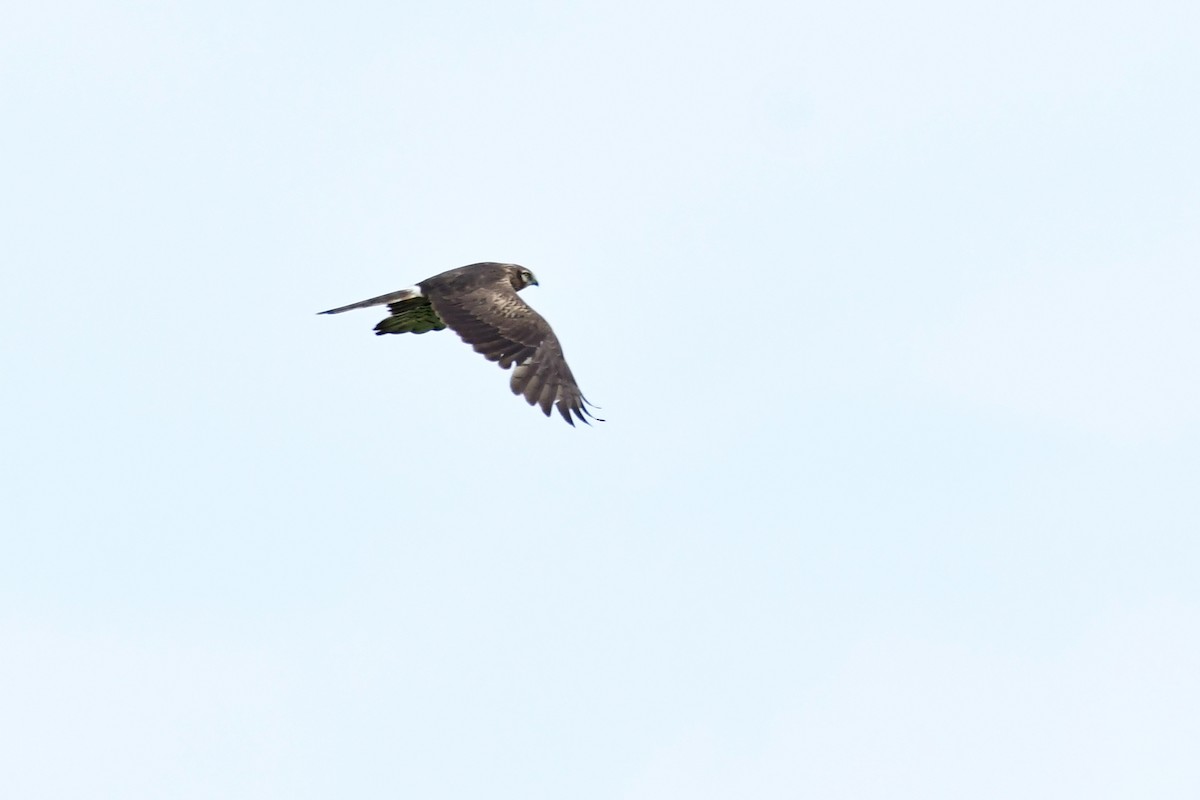 Montagu's Harrier - ML620479009