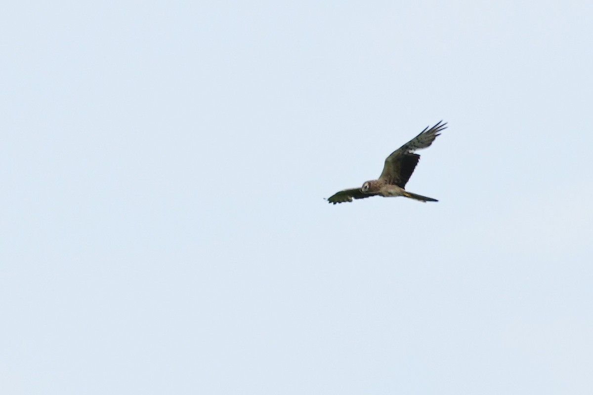 Montagu's Harrier - ML620479010