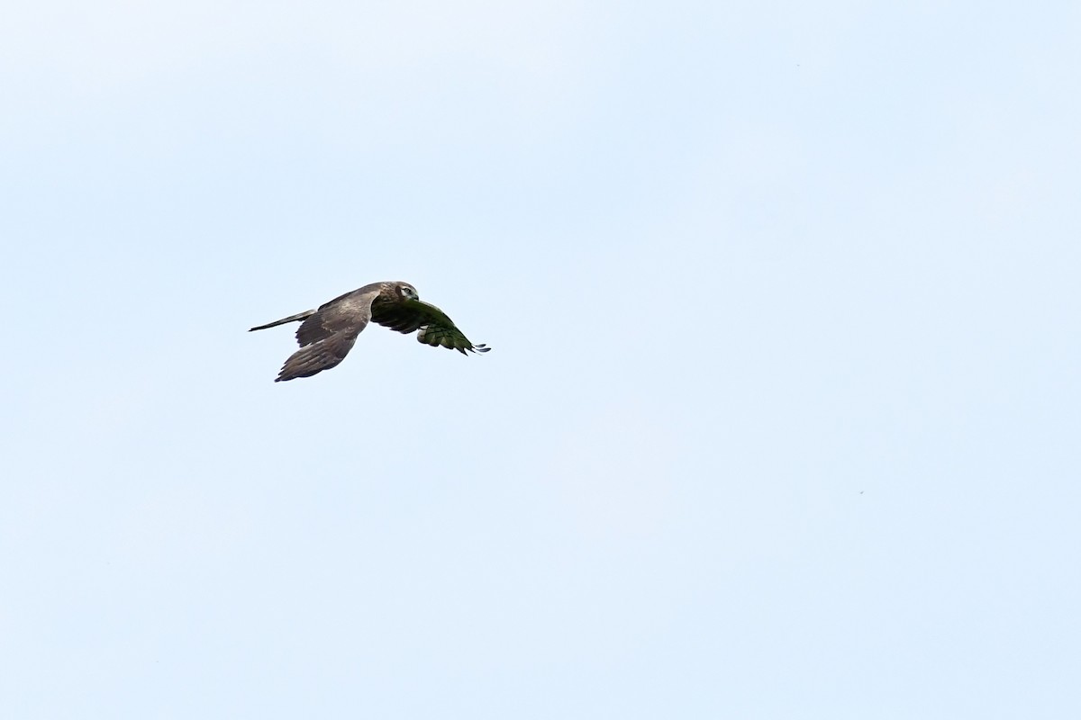 Montagu's Harrier - ML620479012