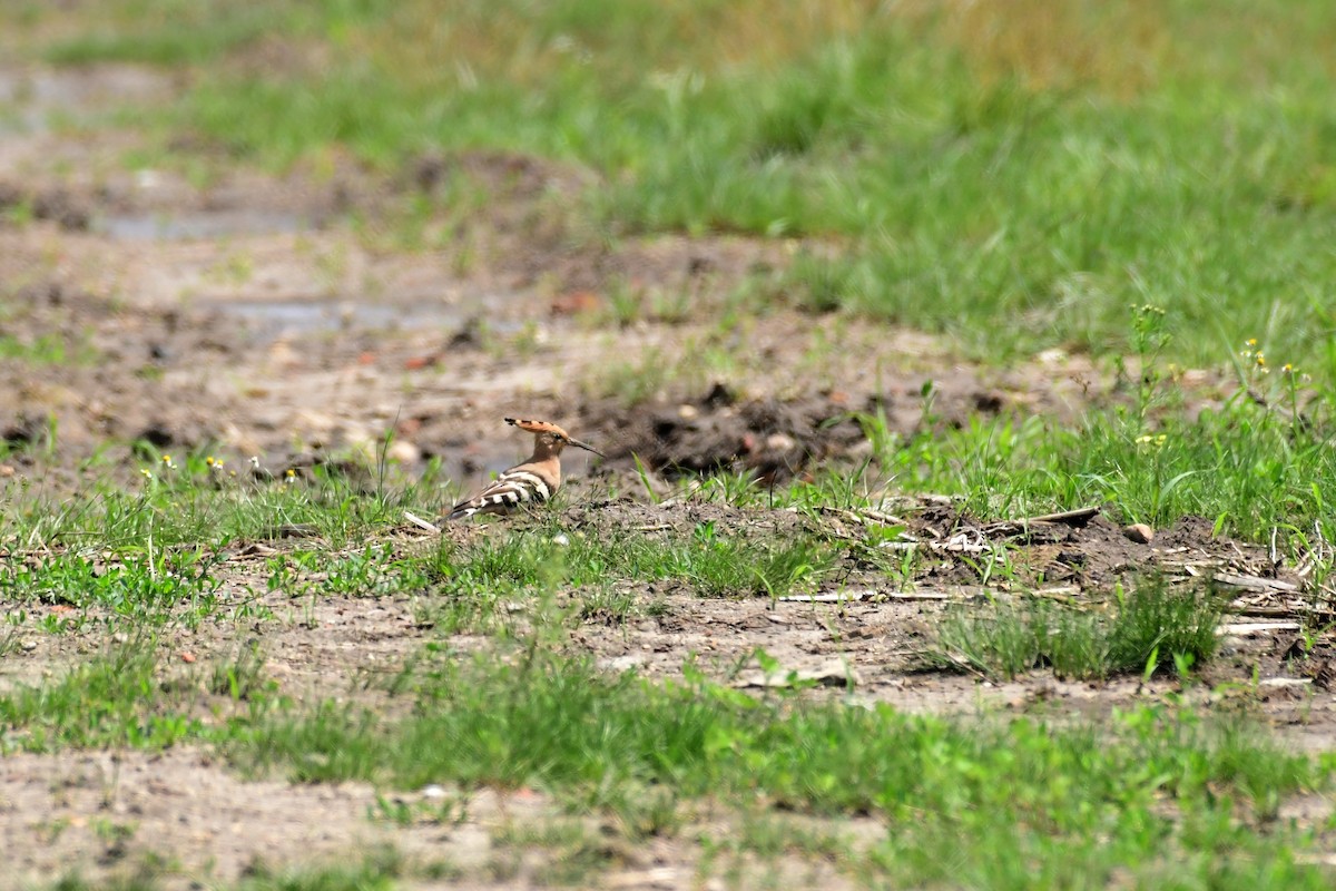 Eurasian Hoopoe - ML620479015