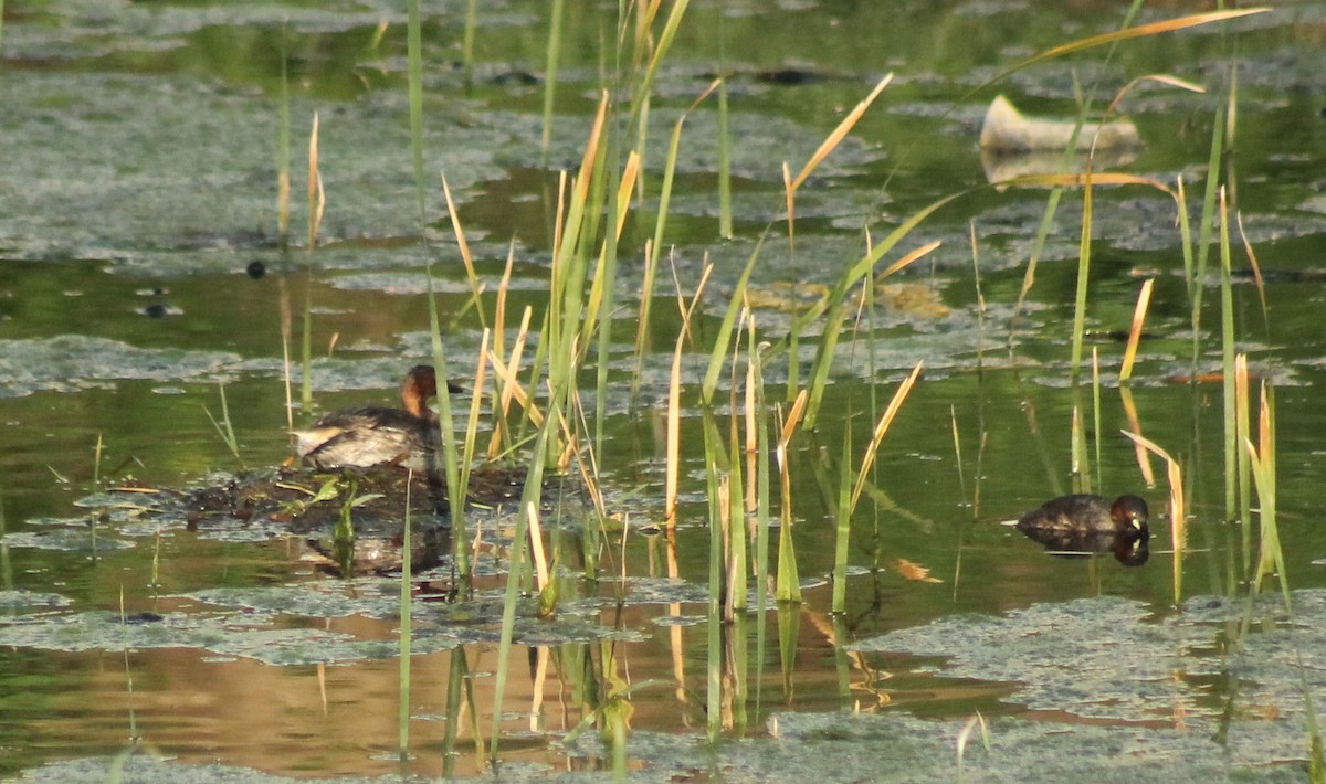 Little Grebe - ML620479019