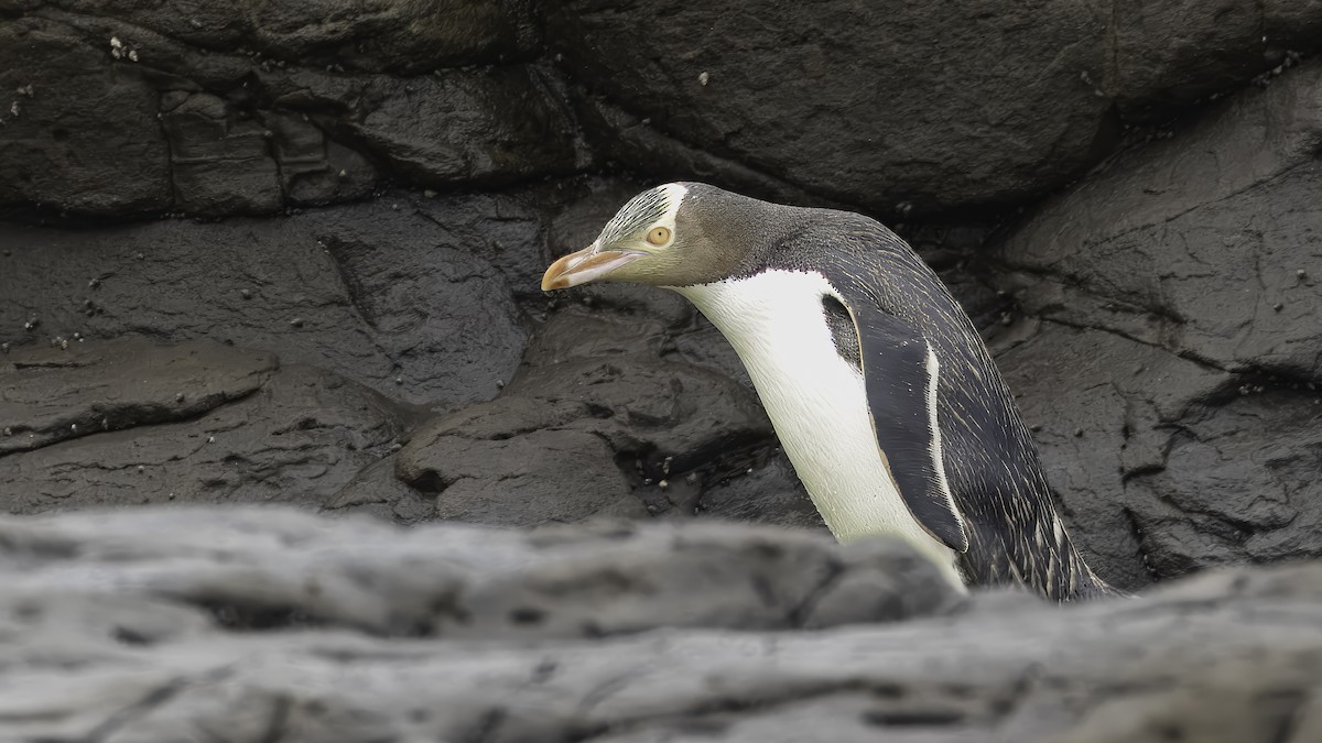 Yellow-eyed Penguin - ML620479020