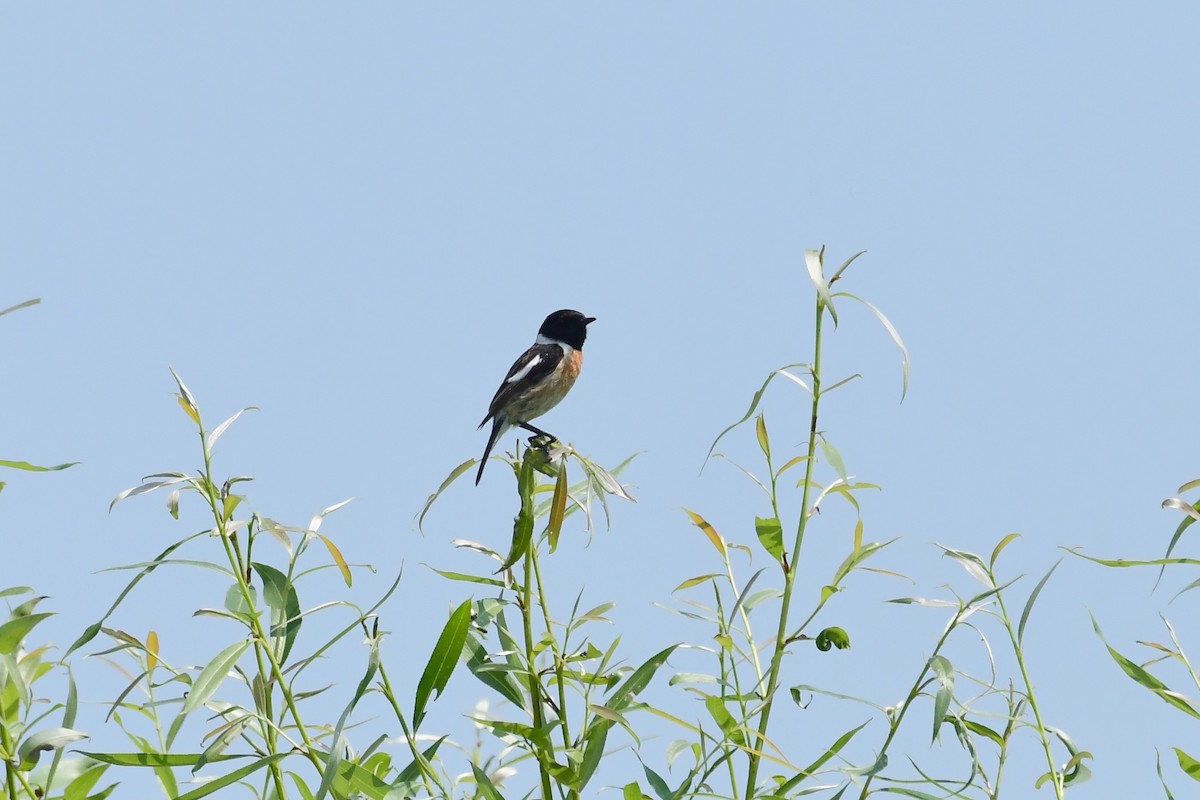 European Stonechat - ML620479022