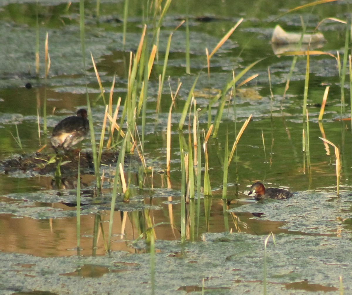 Little Grebe - ML620479024