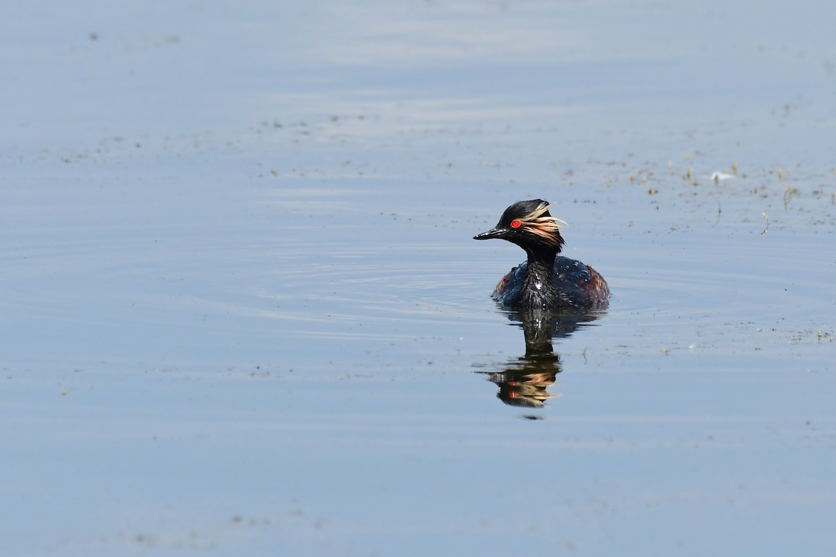 Eared Grebe - ML620479035