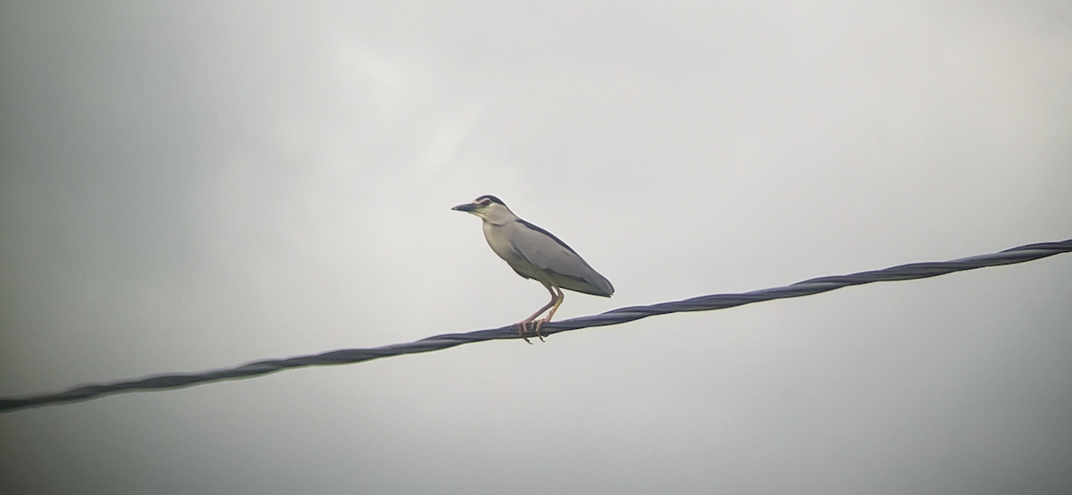 Black-crowned Night Heron - Gianluca Cicinelli