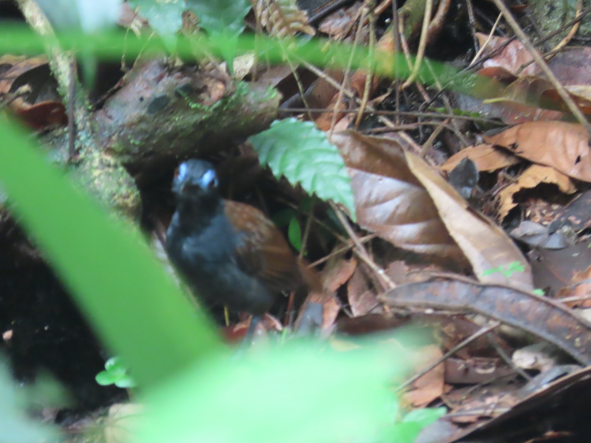 Chestnut-backed Antbird - ML620479050