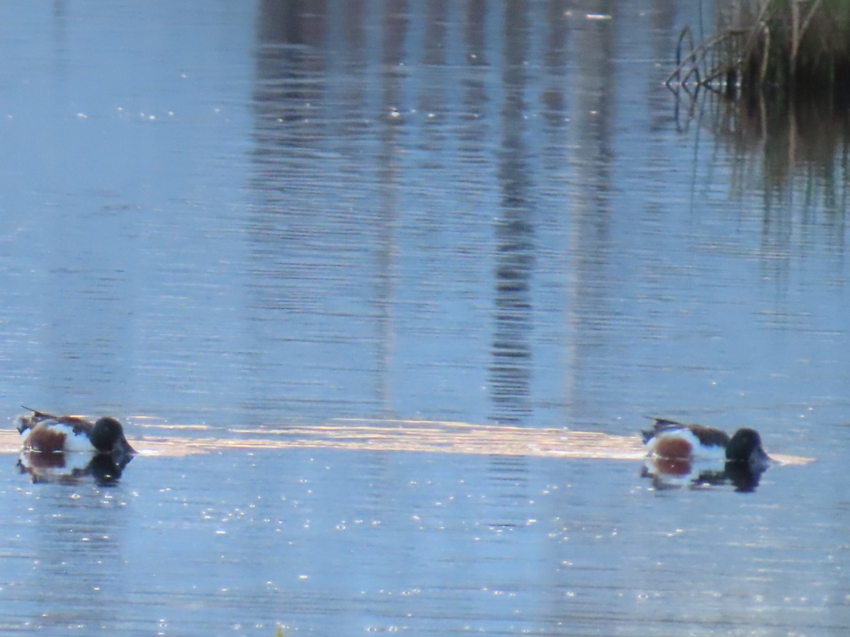 Northern Shoveler - ML620479052