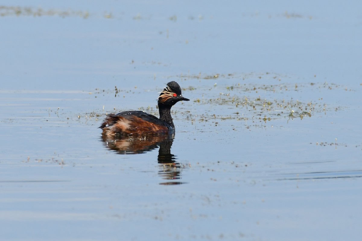 Eared Grebe - ML620479053