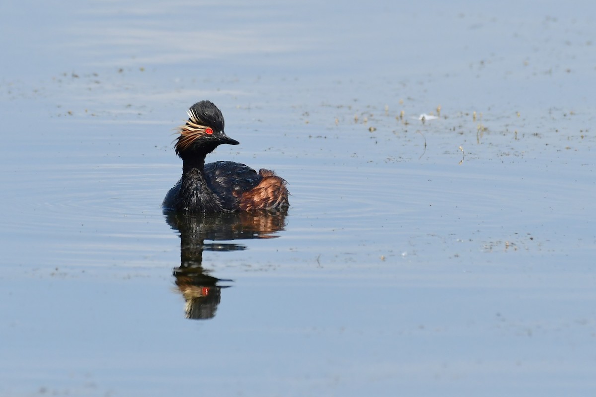 Eared Grebe - ML620479054